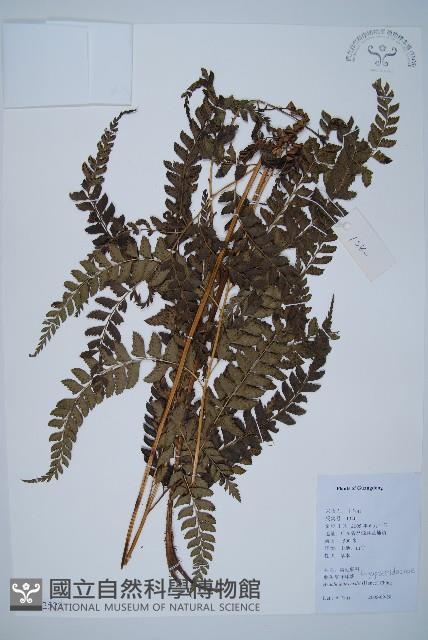 Accession Number:P012527 Collection Image, Figure 1, Total 5 Figures