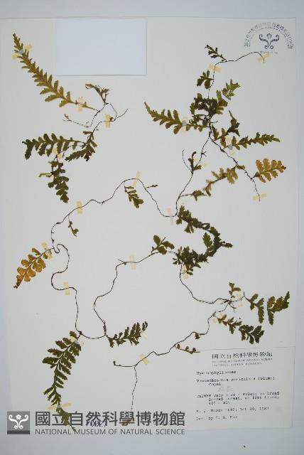 瓶蕨藏品圖，第1張