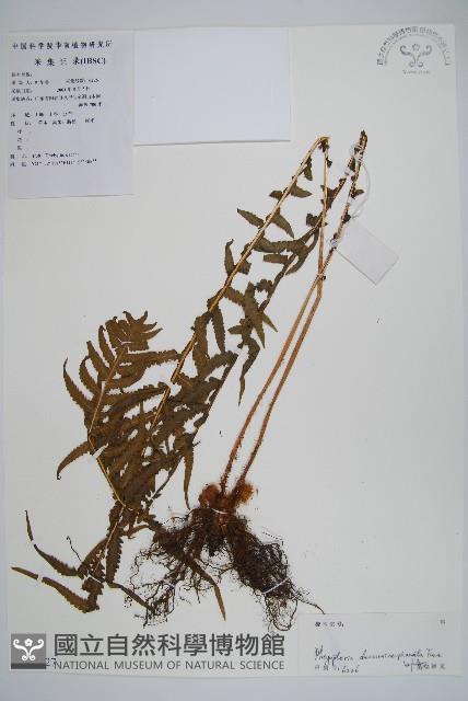 翅軸假金星蕨、短柄卵果蕨藏品圖，第1張