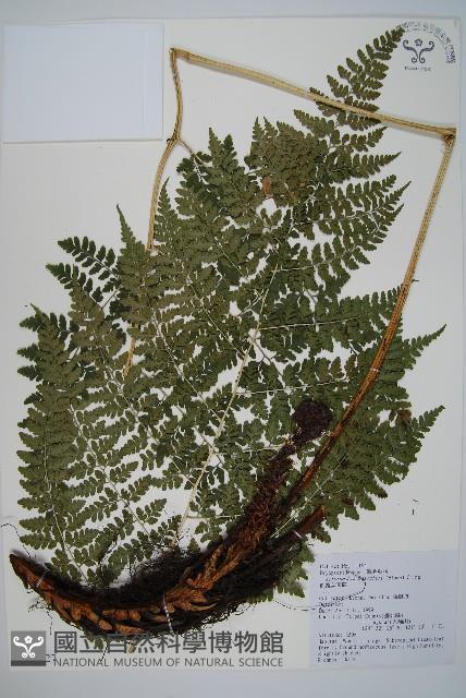 哈氏假複葉耳蕨藏品圖，第1張