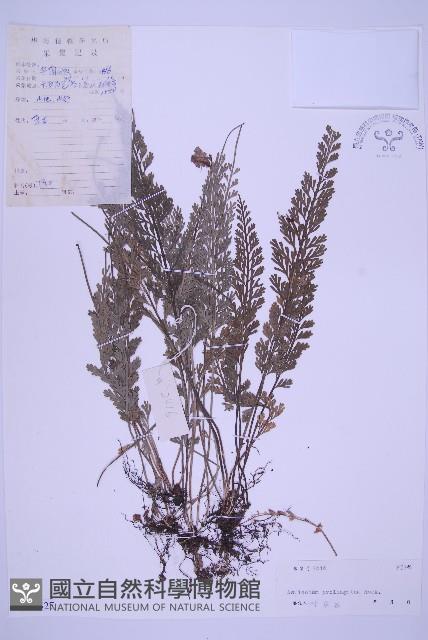 長生鐵角蕨藏品圖，第1張