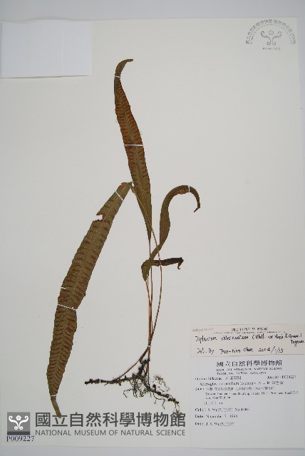單葉雙蓋蕨藏品圖，第1張