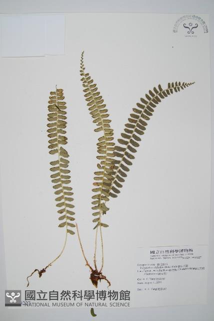 對生耳蕨藏品圖，第1張