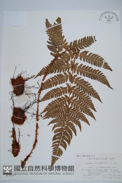 闊鱗鱗毛蕨藏品圖，第1張