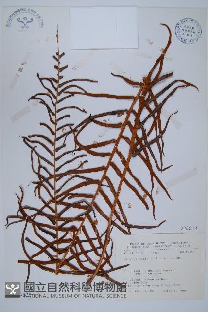 蘇鐵蕨藏品圖，第1張