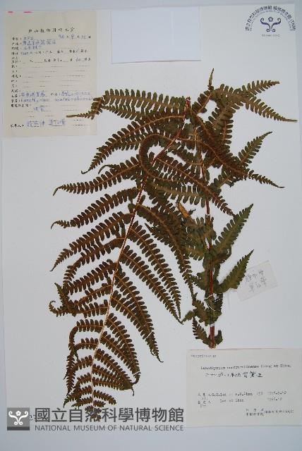 華中峨眉蕨藏品圖，第1張