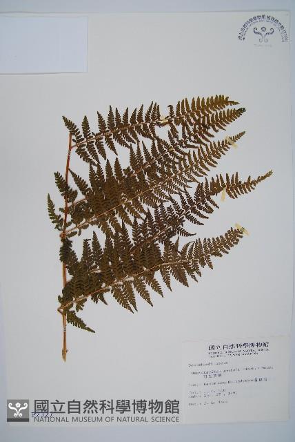 司氏碗蕨藏品圖，第1張