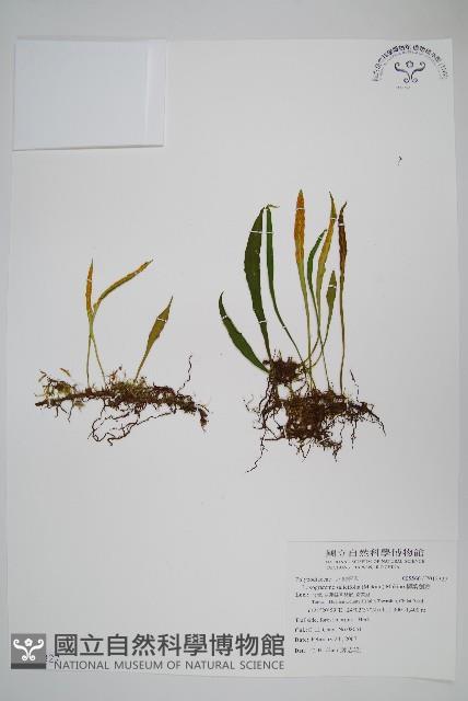 柳葉劍蕨藏品圖，第1張