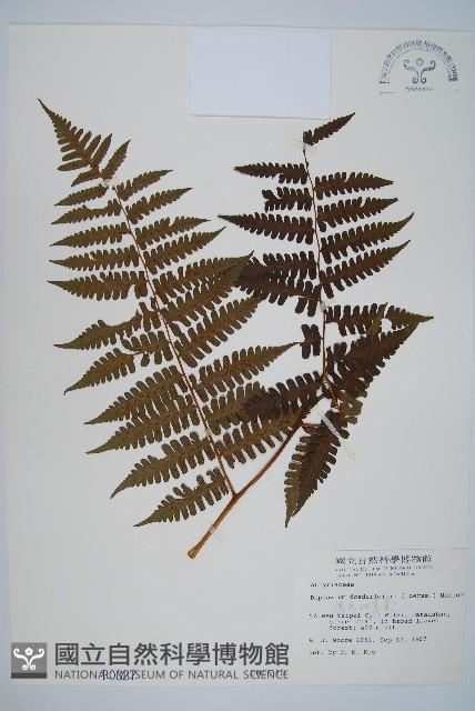 德氏雙蓋蕨藏品圖，第1張