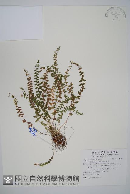 玉山耳蕨藏品圖，第1張