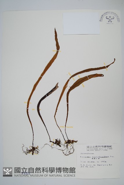 長柄劍蕨藏品圖，第1張