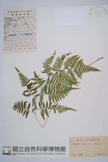 日本蹄蓋蕨藏品圖，第1張