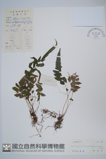 寬羽毛蕨藏品圖，第1張