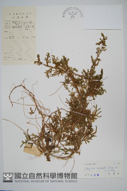糙葉卷柏藏品圖，第1張