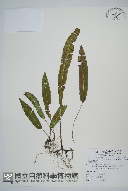 單葉雙蓋蕨藏品圖，第1張