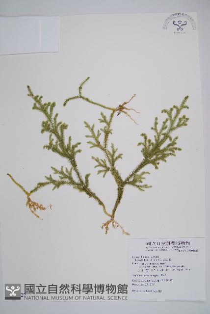 過山龍藏品圖，第1張