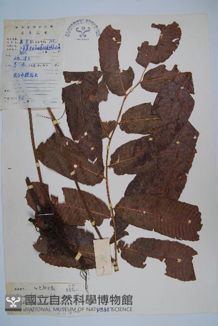 紅色新月蕨藏品圖，第1張