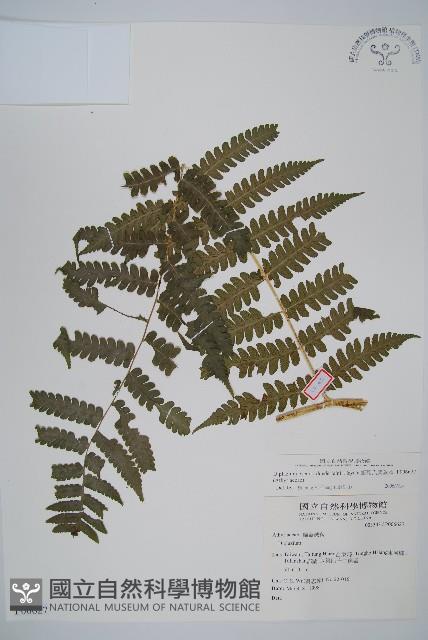 擬德氏雙蓋蕨藏品圖，第1張