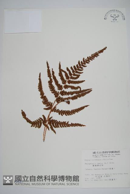 南海鱗毛蕨藏品圖，第1張