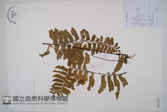 剪葉鐵角蕨藏品圖，第1張