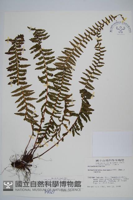 岩穴蕨藏品圖，第1張