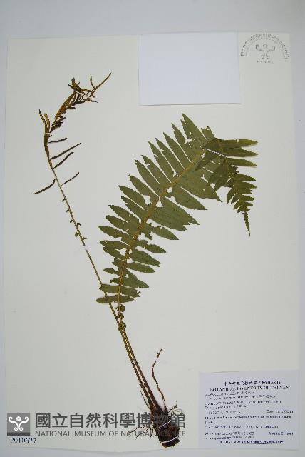 耳形瘤足蕨藏品圖，第1張