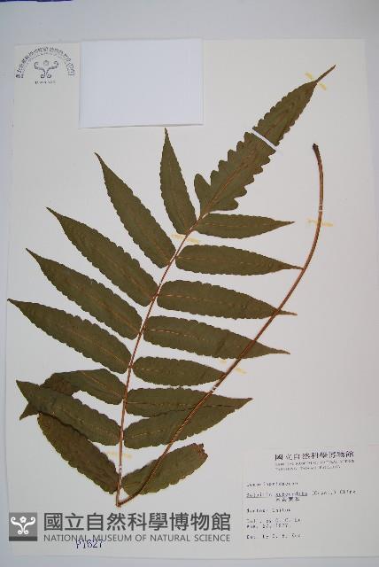 海南實蕨藏品圖，第1張