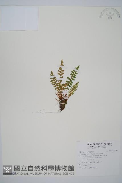 岩蕨藏品圖，第1張