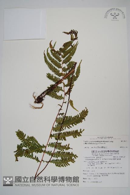 密腺副金星蕨藏品圖，第1張