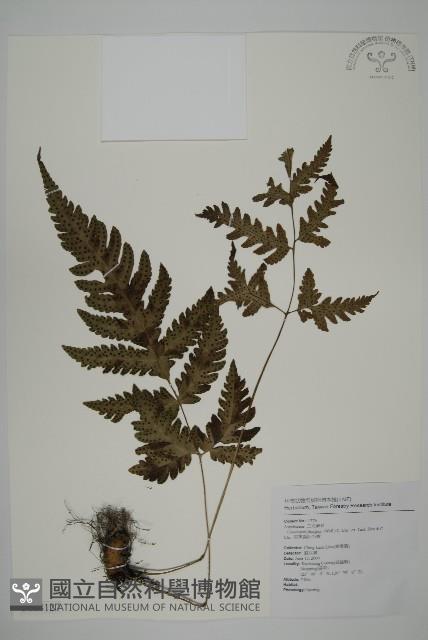 屏東擬肋毛蕨藏品圖，第1張