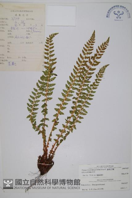 寶興耳蕨藏品圖，第1張