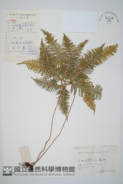 芒萁藏品圖，第1張