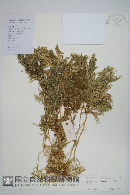 二形卷柏藏品圖，第1張