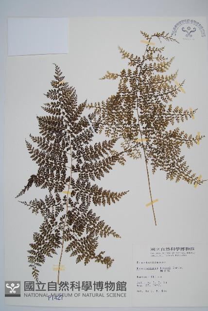 稀子蕨藏品圖，第1張