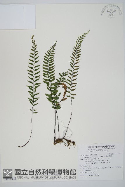 單邊鐵角蕨藏品圖，第1張