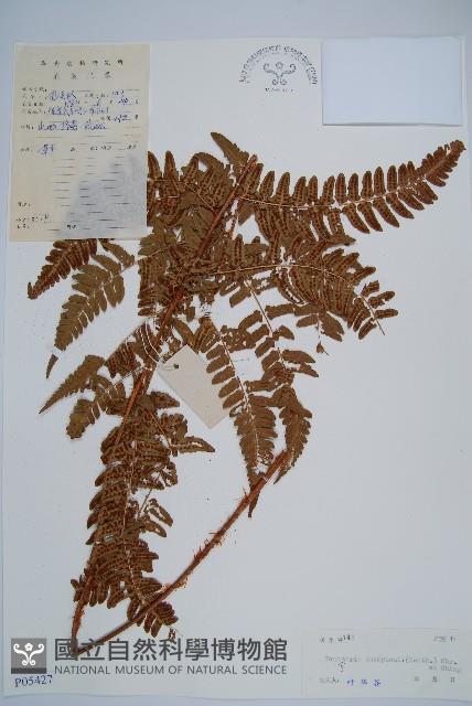 闊鱗鱗毛蕨藏品圖，第1張