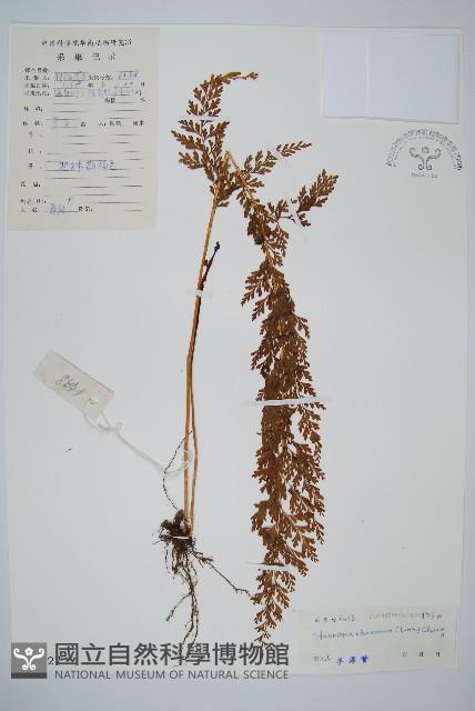 烏蕨藏品圖，第1張