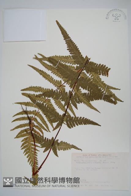 光囊紫柄蕨藏品圖，第1張