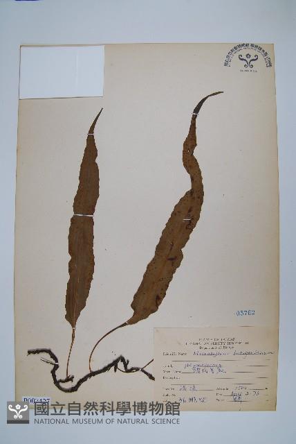 波氏星蕨藏品圖，第1張