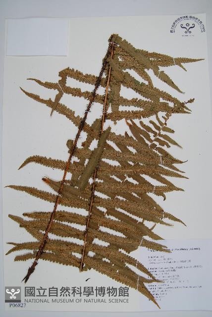 桫欏鱗毛蕨藏品圖，第1張