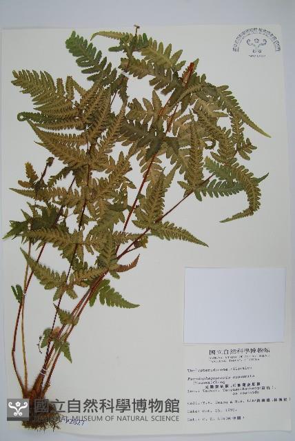 光囊紫柄蕨藏品圖，第1張