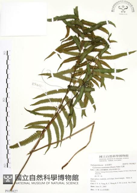 毛蕨藏品圖，第1張