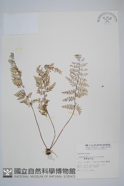 薄葉鐵角蕨藏品圖，第1張