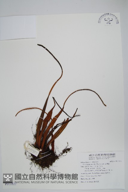尖嘴蕨藏品圖，第1張