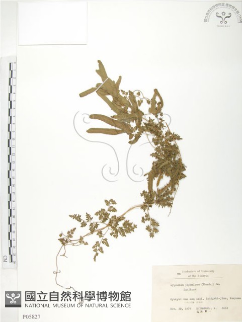 海金沙藏品圖，第1張
