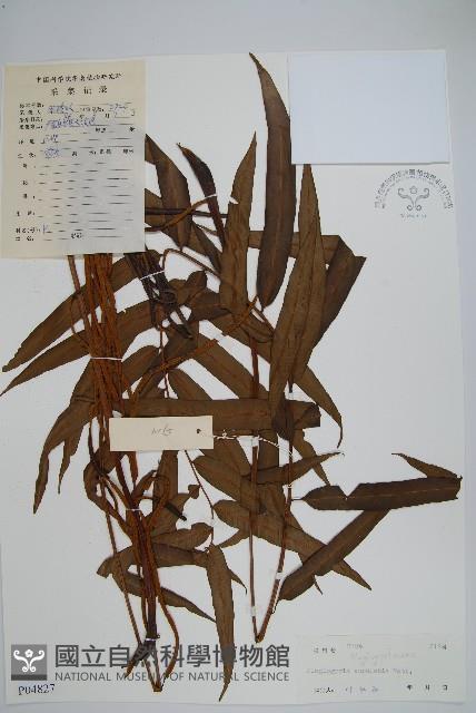 華中瘤足蕨藏品圖，第1張