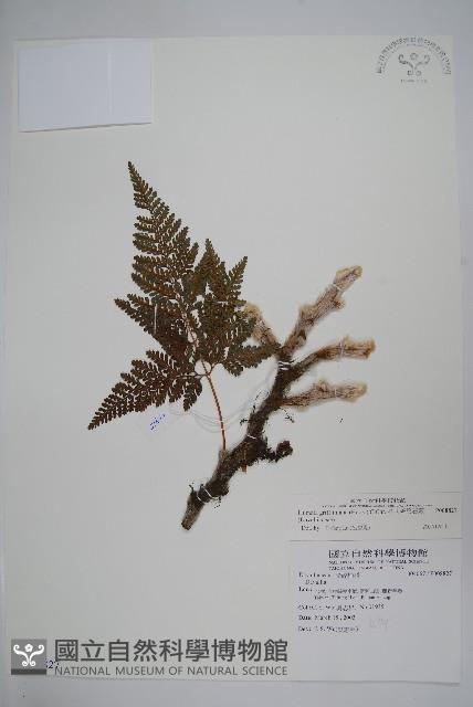 杯狀蓋陰石蕨藏品圖，第1張