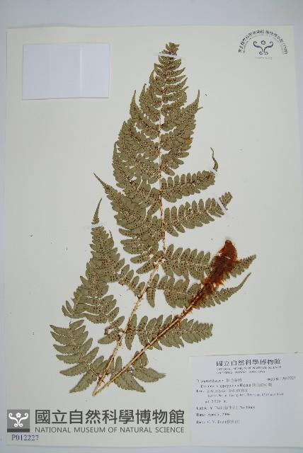 深山鱗毛蕨藏品圖，第1張