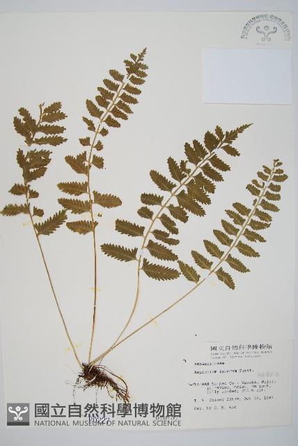 鈍齒鐵角蕨藏品圖，第1張