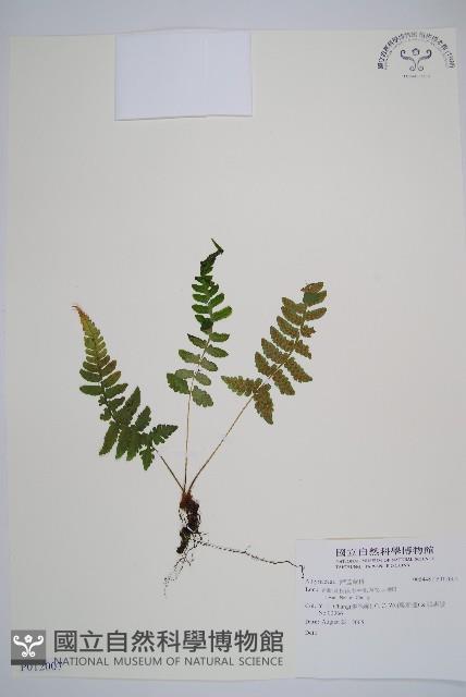 馬祖耳蕨藏品圖，第1張